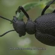 Central Pattern Generator And Dynamic Threshold Guide Robotic Hexapod Over Rough Terrain