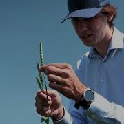 Amphays Wheat Pollen Analysis With The Ampha P20