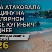 Акула атаковала женщину на популярном пляже Куги Бич в Сиднее Почему система защиты не сработала