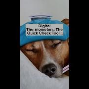 Digital Thermometers The Quick Check Tool For Your Pets Dogcare Doglover