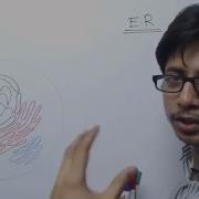 Endoplasmic Reticulum Structure And Function