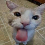 Cats Acting Silly