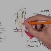 Clinical Anatomy Hand Wrist Palmar Aspect Flexors