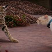 Cats Gone Unhinged