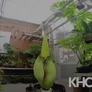 Timelapse Of Corpse Flower Blooming In Allendale Michigan