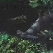Hammerhead Shark Dangerous Creatures