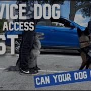 Service Dog Public Access Test
