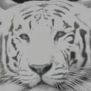 Tiger Morph Siberian Tiger En Taiga