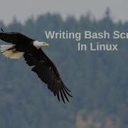 Writing Bash Scripts In Linux
