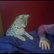 When Sheets Attack Hilarious Serval