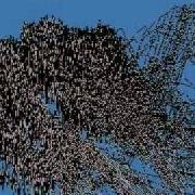 Preview Clips Of OpenGL 3D Spectrogram Visualization