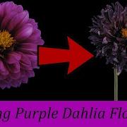 Timelapse Dying Purple Dahlia Flower A Must Watch Powerful And Moving