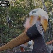 Viking Axe Vs Ballistic Head