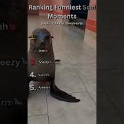 Ranking Funniest Seal Moments Subscribe Please