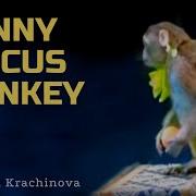 Funny Jokes With Monkeys In The Circus Yulia Krachinova Try Not To Laugh