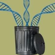 98 Of Your DNA Is Junk