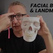 Facial Bones And Landmarks