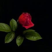 Rose Time Lapse From Birth To Death