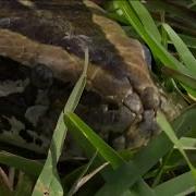 2023 Florida Python Challenge Has Been Announced