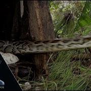 Python Provoked By Flies 01 Footage