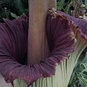 THE FLOWER THAT SMELLS LIKE DEATH