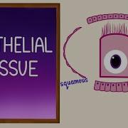 Epithelial Tissue Epithelial Cells Classification Histology