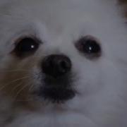 Content Aware Scale Test