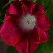 TF113 Time Lapse Flower FREE FOOTAGE