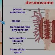 Types Of Tissue Part 1 Epithelial Tissue