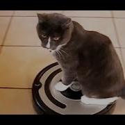 Cats Who Ride Roombas A Compilation