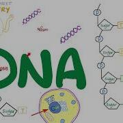 DNA Structure Function Nucleosides Nucleotides Biochemistry Biology Series