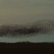 Starlings Murmuration Above Forest Ambience