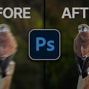 The EASY Way To Remove Motion Blur In Bird Photography Photoshop Tutorial