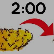2 Minute Timer ANTS Vs ORANGE