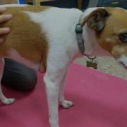 Knuckling In Dogs How To Test A Dog For Conscious Proprioception