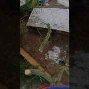 Snap Cut And Saw Flick Stepcut Chainsaw Arborist Treework