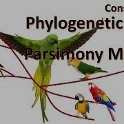 Phylogenetic Analysis By Maximum Parsimony Method