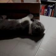 Scottish Fold Munchkin