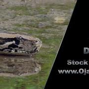 Python Drink 01 Stock Footage