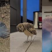 Bird Rescue 2 Lovestory Birds Wildliferescue Animals Rescue Love