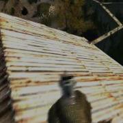 CoD4 Bounce Like Thomzy Overgrown