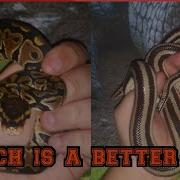 Ball Python Vs Rosy Boas