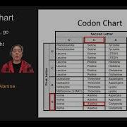 Using A Codon Chart And Wheel