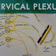 Cervical Plexus Anatomy Tutorial