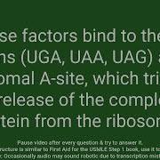 A Review Of Start And Stop Codons In Protein Synthesis Q A Format