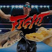 Best Pet Snake Boa Or Python What Do You Think And WHY