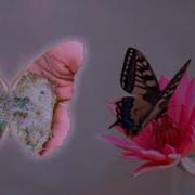Discovery Zone Tru Nature Official Video