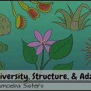 Plants Diversity Structure Adaptations