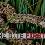 Snake Bite First Aid