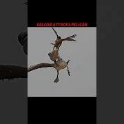 Falcon Teaches Eagle How To Defeat A Pelican Wildlife Shorts Falcon Eagle Viral